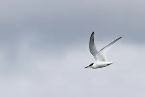 Seeschwalben Prints: Dwergstern, Little Tern, Sternula albifrons