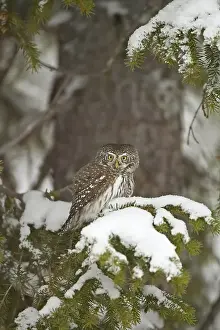 2002 Prints: Dwerguil, Eurasian Pygmy Owl, Glaucidium passerinum