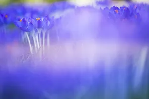 Images Dated 15th February 2019: Early Crocus, Crocus tomassinianus