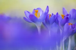 Spring Plant Prints: Early Crocus, Crocus tomassinianus