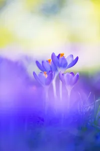 Spring Plant Prints: Early Crocus, Crocus tomassinianus