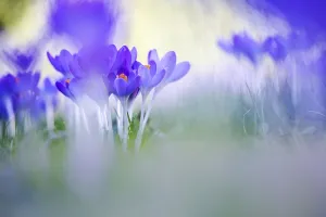 Spring Plant Prints: Early Crocus, Crocus tomassinianus