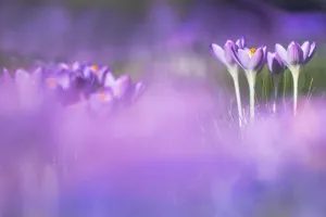 Spring Plant Prints: Early Crocus, Crocus tomassinianus