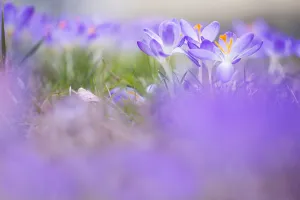 Images Dated 10th March 2018: Early Crocus, Crocus tomassinianus
