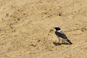 Melanoleuca Prints: Eastern Black-eared Wheatear, Oenanthe hispanica melanoleuca