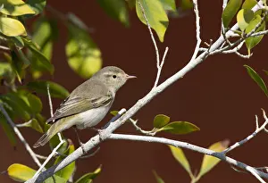 Images Dated 29th March 2012: Eastern Bonelli's Warbler, Phylloscopus orientalis