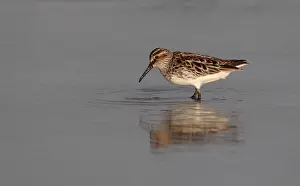 Images Dated 28th April 2011: Eastern Broad-billed Sandpiper, Limicola falcinellus sibirica