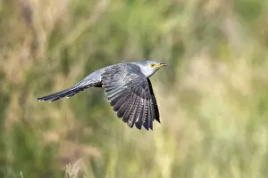 Kazakhstan Prints: Eastern Common Cuckoo, Koekoek, Cuculus canorus subtelephonus