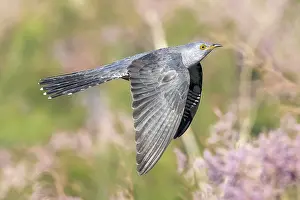 Kazakhstan Prints: Eastern Common Cuckoo, Koekoek, Cuculus canorus subtelephonus