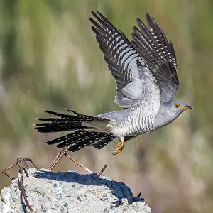 Kazakhstan Prints: Eastern Common Cuckoo, Koekoek, Cuculus canorus subtelephonus