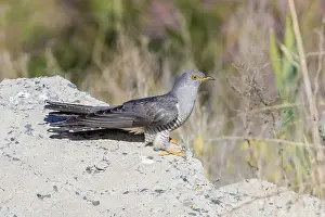 Kazakhstan Prints: Eastern Common Cuckoo, Koekoek, Cuculus canorus subtelephonus