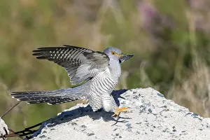 Kazakhstan Prints: Eastern Common Cuckoo, Koekoek, Cuculus canorus subtelephonus