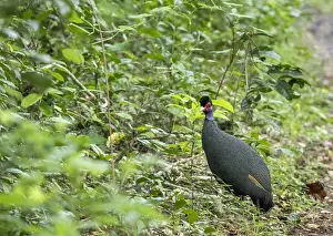 : Eastern Crested Guineafowl, Guttera pucherani