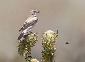 Oenanthe Prints: Eastern Desert Wheatear, Woestijntapuit, Oenanthe deserti atrogularis