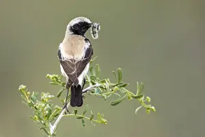 Eastern Desert Wheatear, Woestijntapuit, Oenanthe deserti atrogularis