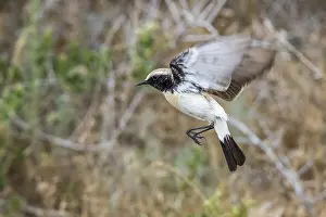 Oenanthe Prints: Eastern Desert Wheatear, Woestijntapuit, Oenanthe deserti atrogularis