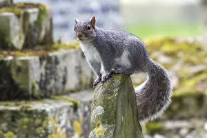 Carolinensis Prints: Eastern Gray Squirrel, Amerikaanse Grijze Eekhoorn, Sciurus caro