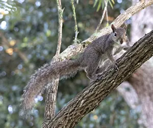 Carolinensis Prints: Eastern gray squirrel, Sciurus carolinensis