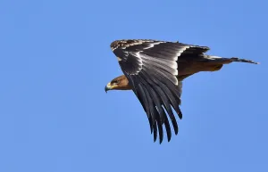 Majestic Prints: Eastern Imperial Eagle