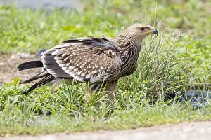 Aquila Imperiale Prints: Eastern Imperial Eagle