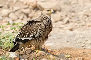 Aquila Imperiale Prints: Eastern Imperial Eagle