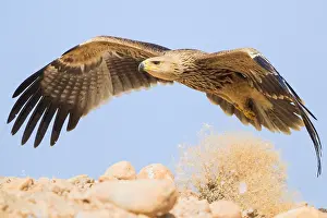 Images Dated 30th October 2017: Eastern Imperial Eagle