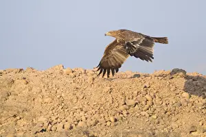 Images Dated 30th October 2017: Eastern Imperial Eagle