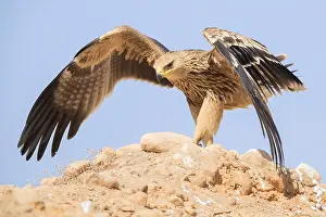 Images Dated 30th October 2017: Eastern Imperial Eagle