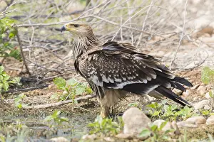 Aquila Imperiale Prints: Eastern Imperial Eagle