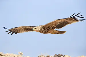 Images Dated 30th October 2017: Eastern Imperial Eagle