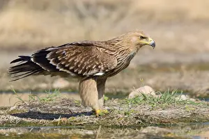Aquila Imperiale Prints: Eastern Imperial Eagle