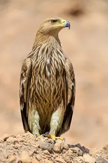 Aquila Imperiale Prints: Eastern Imperial Eagle