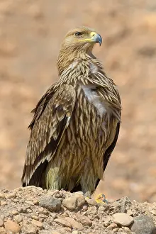 Accipitriformes Prints: Eastern Imperial Eagle