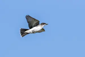 Koningstiran Prints: Eastern Kingbird, Koningstiran, Tyrannus tyrannus