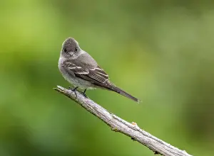 Oostelijke Prints: Eastern Wood-Pewee, Oostelijke Bospiewie, Contopus virens