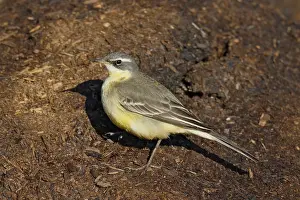 Motacilla Prints: Eastern Yellow Wagtail, Motacilla tschutschensis tschutschensis
