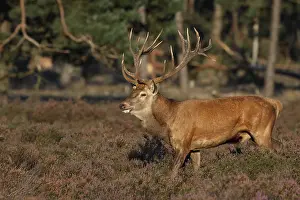 Edelhert, Red Deer, Cervus elaphus