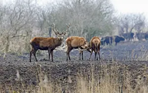 Grazers Prints: Edelhert, Red Deer, Cervus elaphus