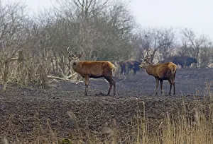 Grazers Prints: Edelhert, Red Deer, Cervus elaphus