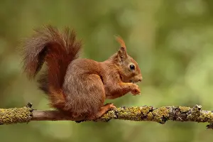 Knaagdier Prints: Eekhoorn; Red squirrel; Sciurus vulgaris