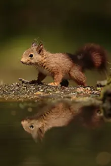 Knaagdier Prints: Eekhoorn; Red squirrel; Sciurus vulgaris