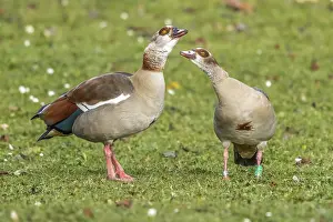 Egyptian Prints: Egyptian Goose