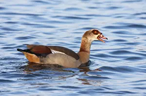 Images Dated 15th February 2008: Egyptian Goose, Alopochen aegyptiaca