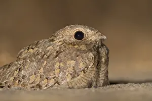 Caprimulgus Prints: Egyptische Nachtzwaluw; Egyptian Nightjar; Caprimulgus aegyptius
