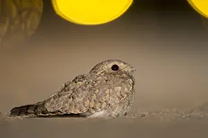 Caprimulgus Prints: Egyptische Nachtzwaluw; Egyptian Nightjar; Caprimulgus aegyptius