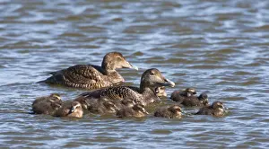 Downy Prints: Eider, Common Eider