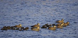Donskuikens Prints: Eider, Common Eider, Somateria mollissima