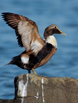 Images Dated 27th February 2006: Eider, Common Eider, Somateria mollissima