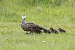 Donskuikens Prints: Eider, Common Eider, Somateria mollissima