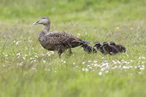Donskuikens Prints: Eider, Common Eider, Somateria mollissima